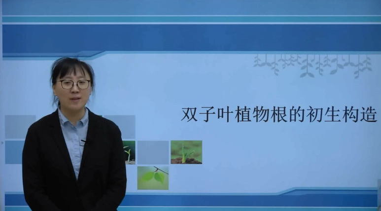 第十二章 根的初生構造