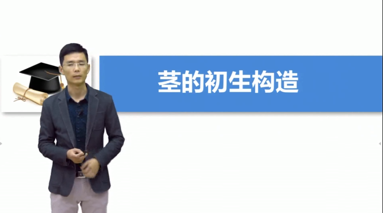 第十三章 莖的初生構造
