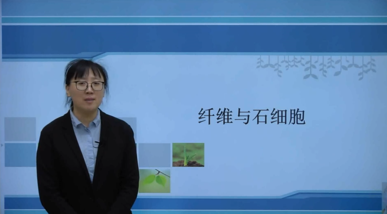 第十一章 纖維與石細胞